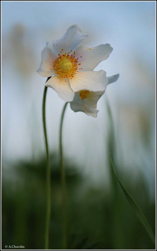 вечер,май,цветы,ветреница Вечерние цветы фото превью