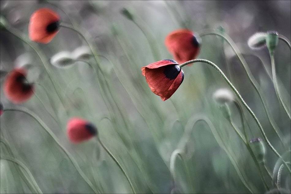 , Наталья Ова