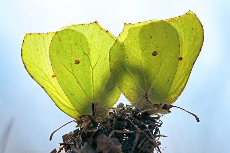 Вот она Весна. фото превью