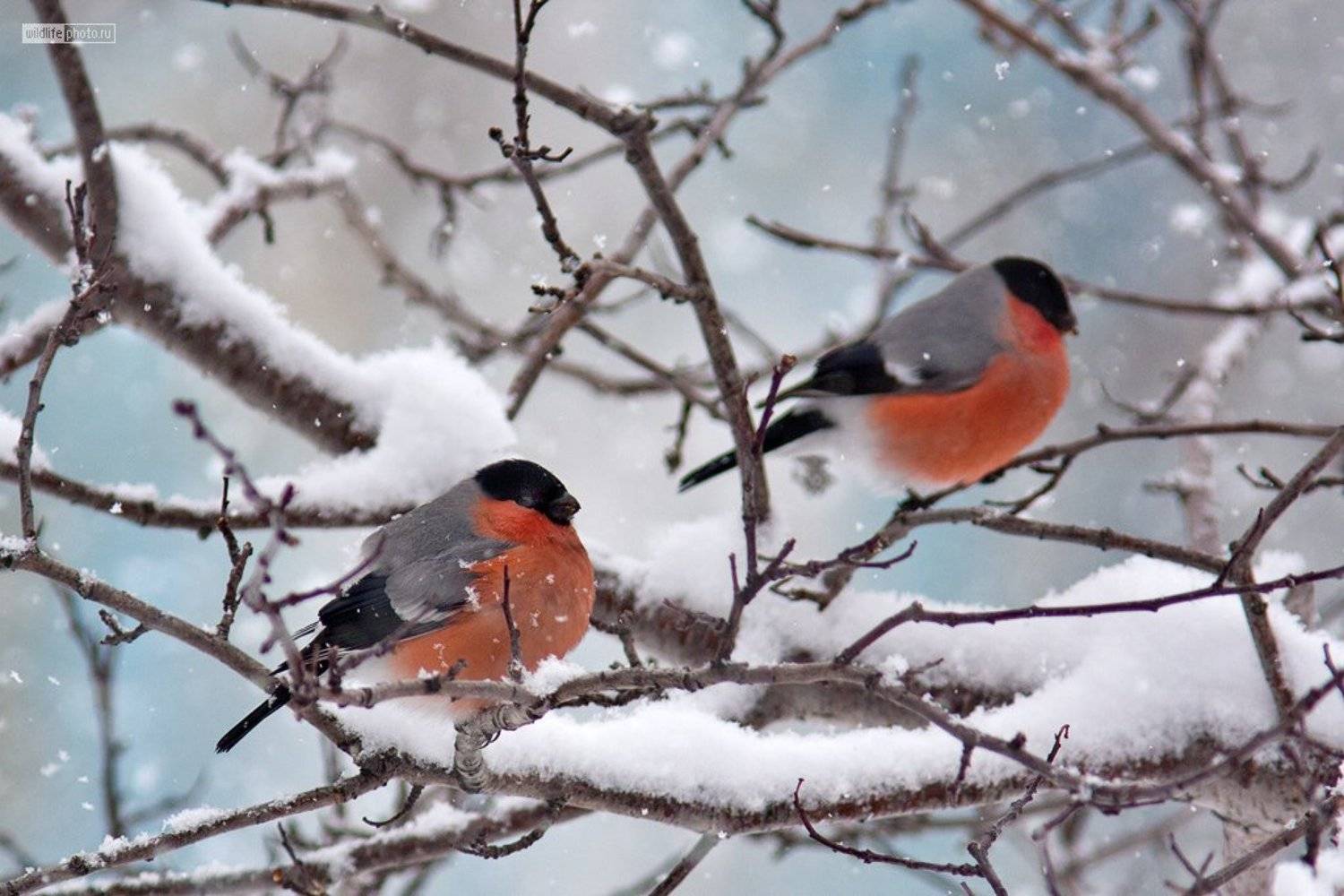 снегирь, камчатка, снег, Сергей Краснощёков