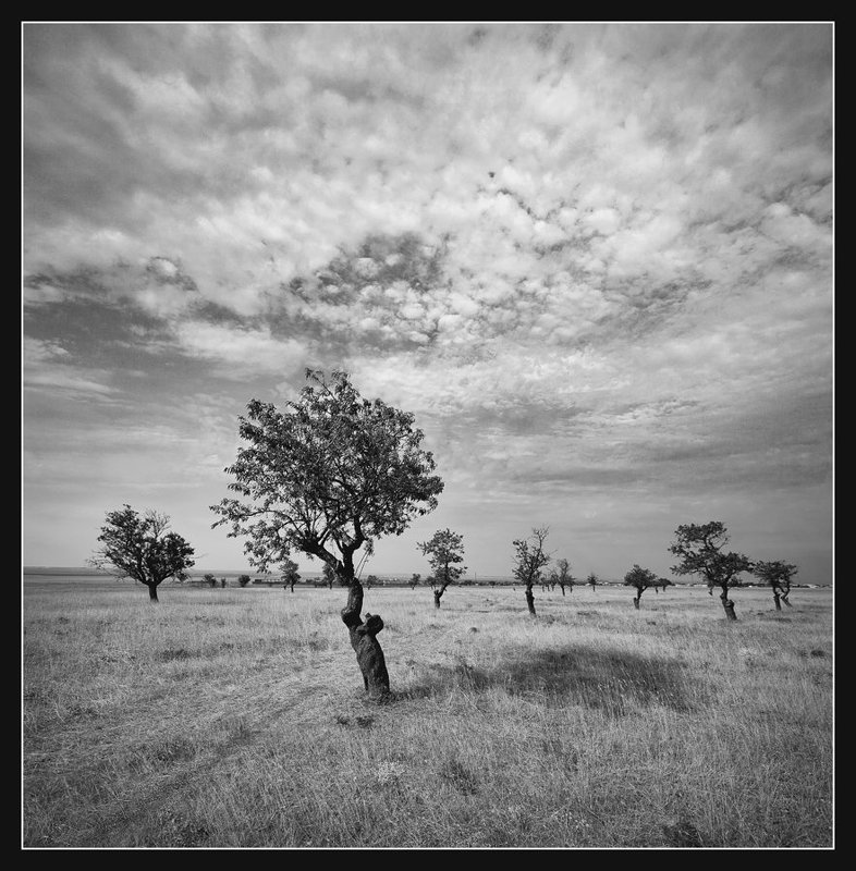 крым, межводное, лиман, джыралчаг, Старый миндальный сад. фото превью