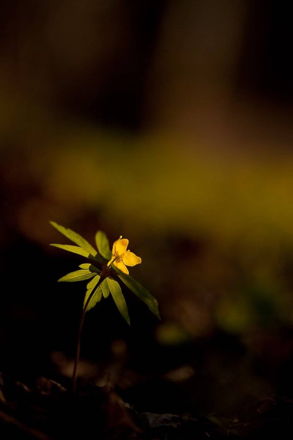 ветреничка, лютиковая, Юлия