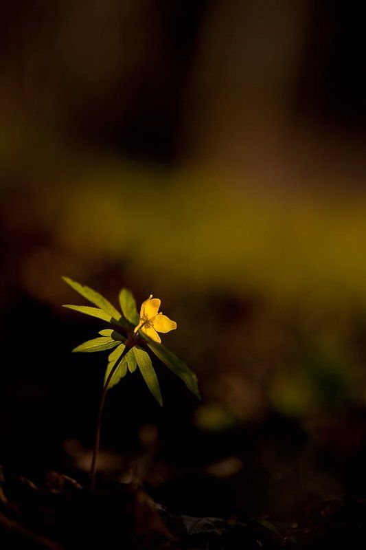 ветреничка, лютиковая к солнцу... фото превью