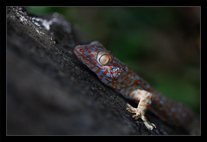 Геккон фото превью