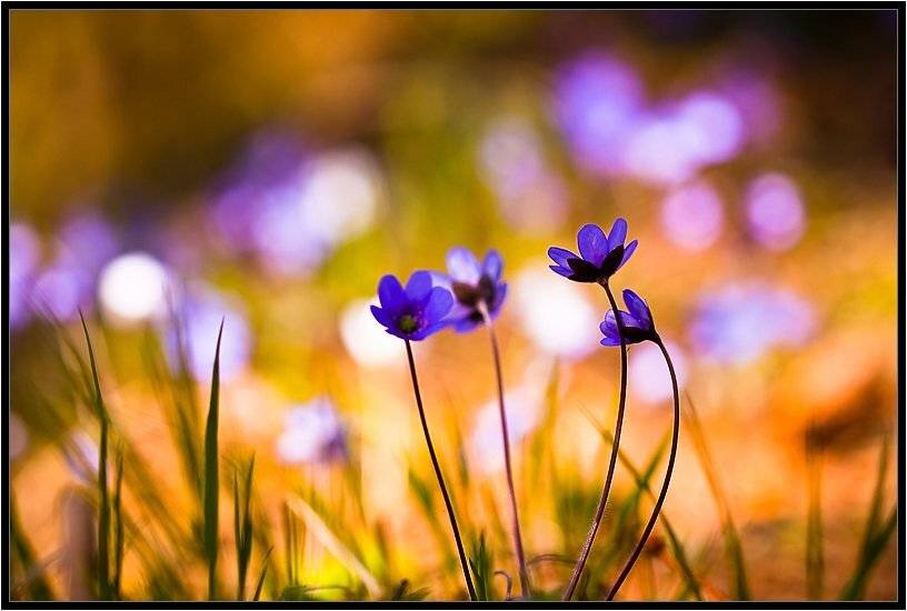 , Бурлов Андрей