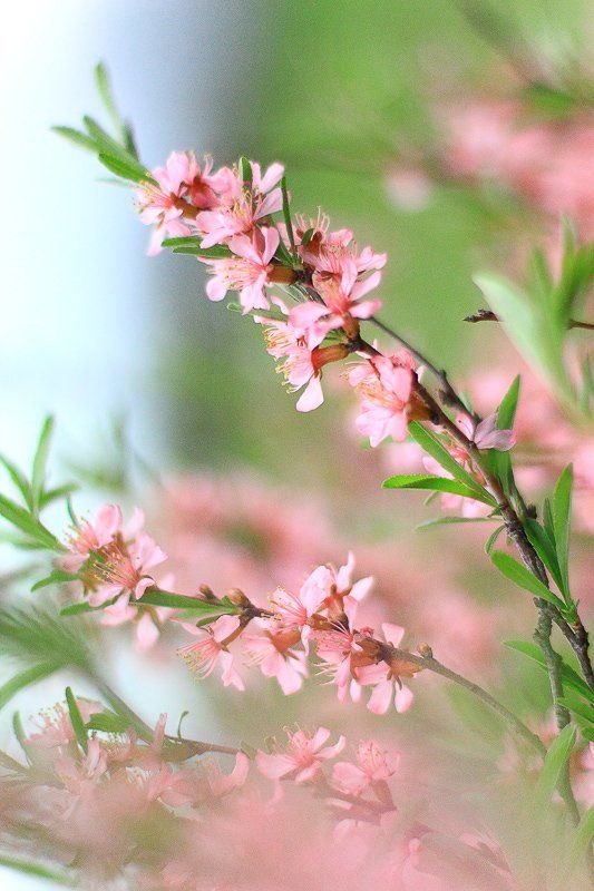 Нежные краски весны... фото превью