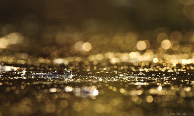 жаба, амфибии, макро, бокэ По водной глади фото превью