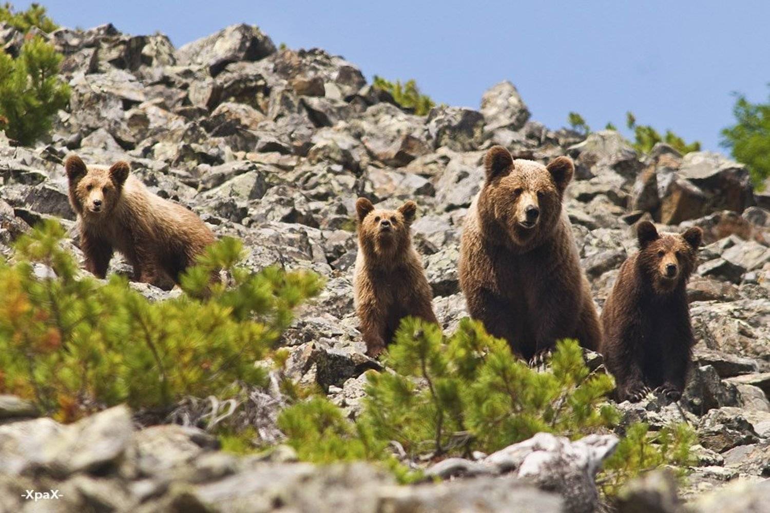 семейный, портрет, медведи, Иван Кислов