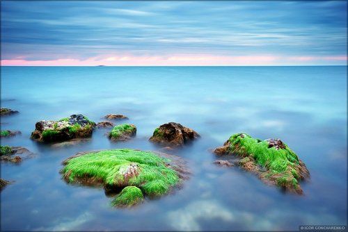 Водоросли