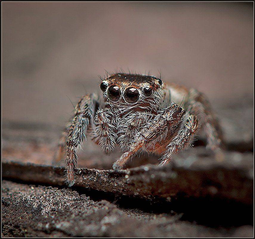 макро, паук,, Евгений Кирилкин.