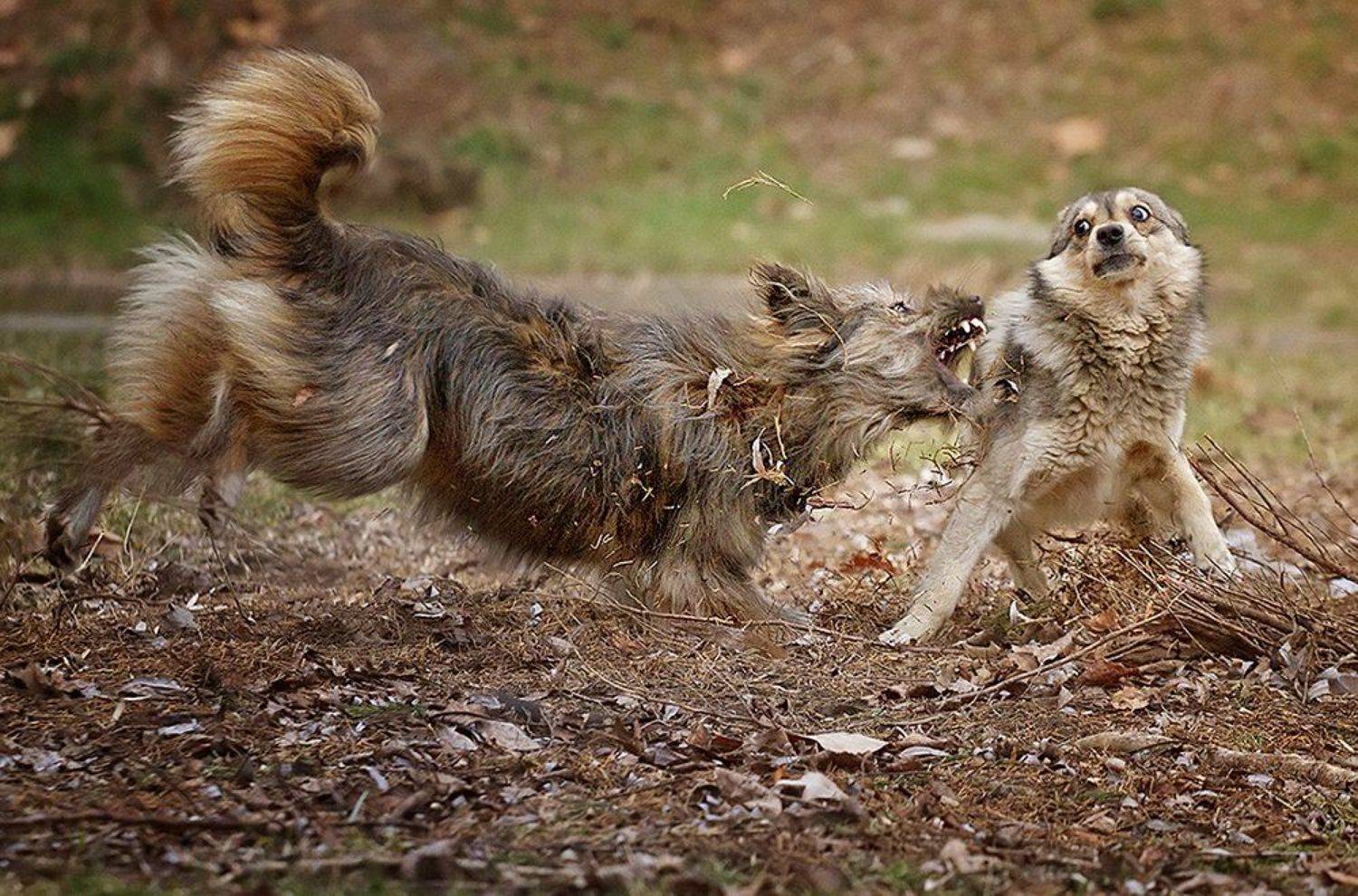 , Сергей Мироненко