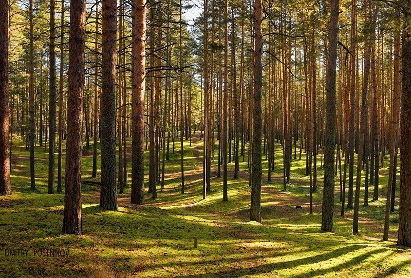 пейзаж, лес, лето, сосны, свет, тени, дубна Игра света и тени. фото превью