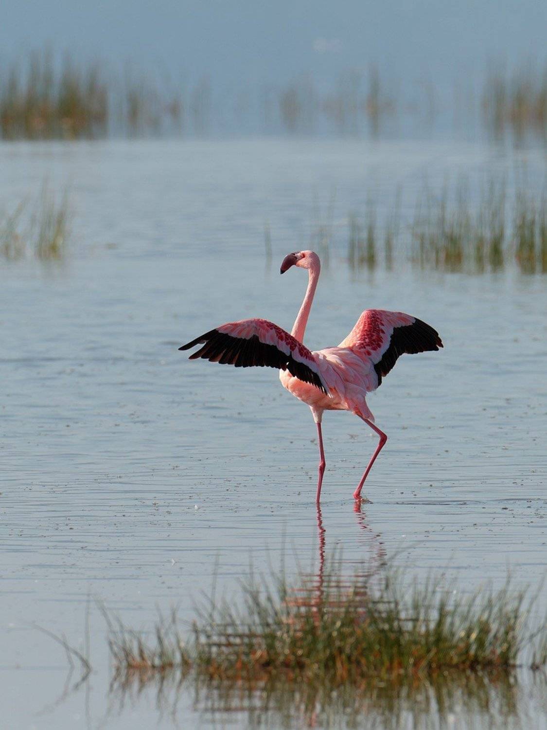 , Роман Мурушкин