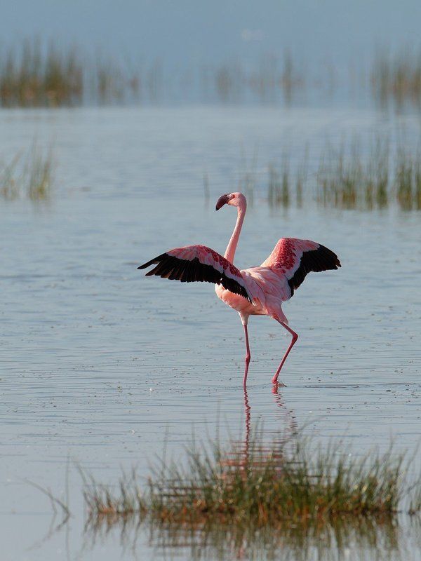 Солнечные ванны. фото превью