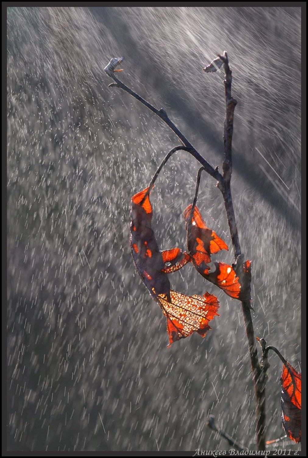 , Аникеев Владимир