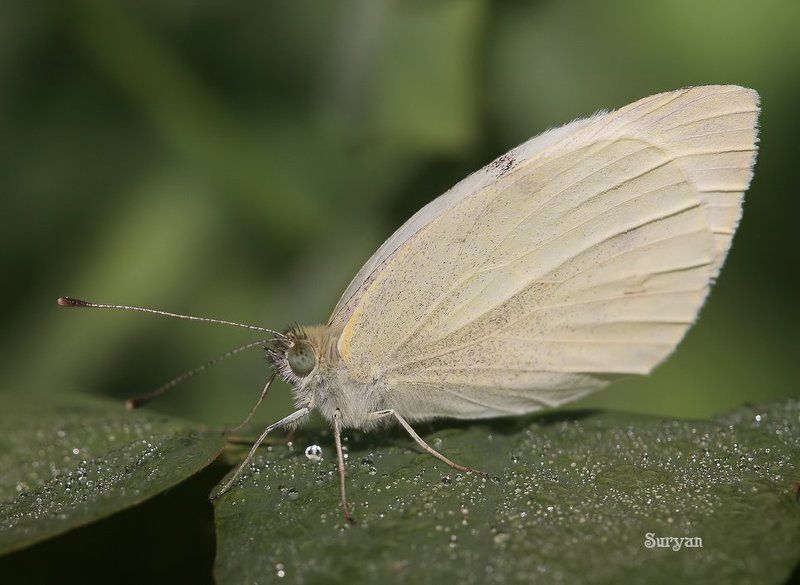 лето, трава, бабочка На листочке утром фото превью