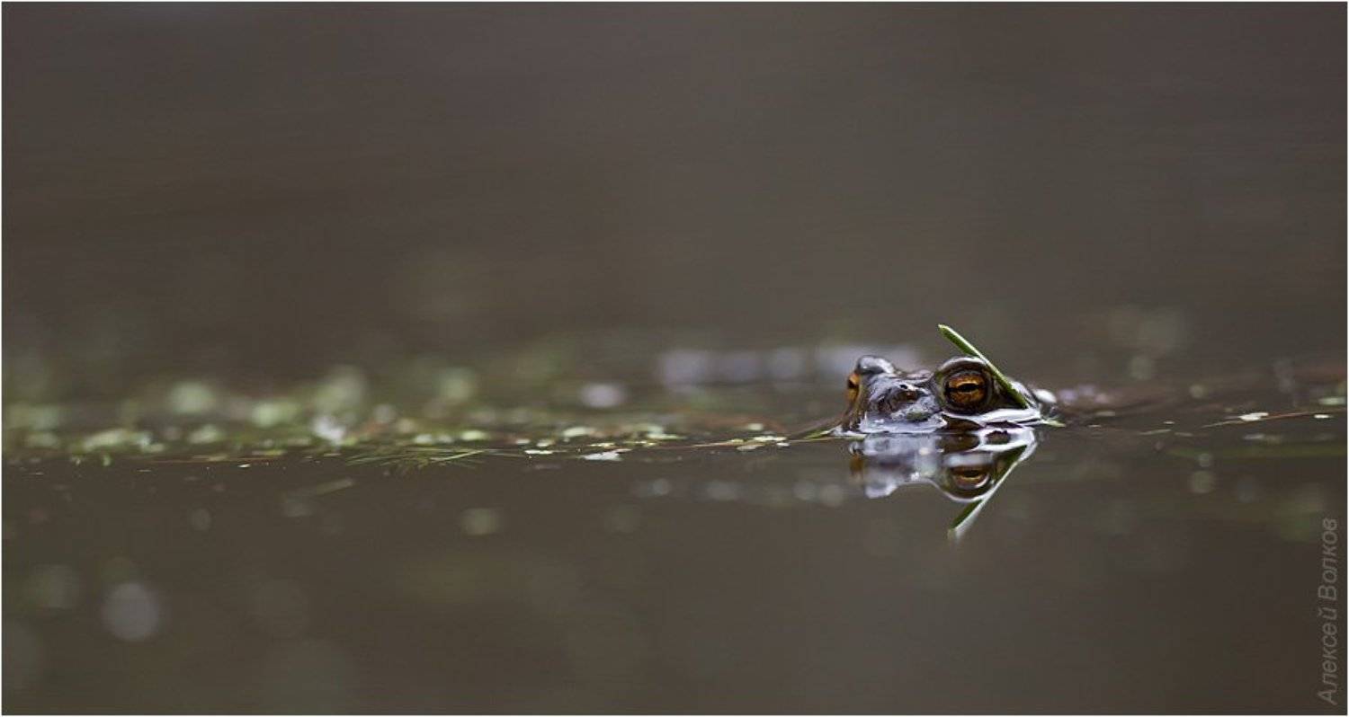 bufo bufo, серая жаба, Amazon-san