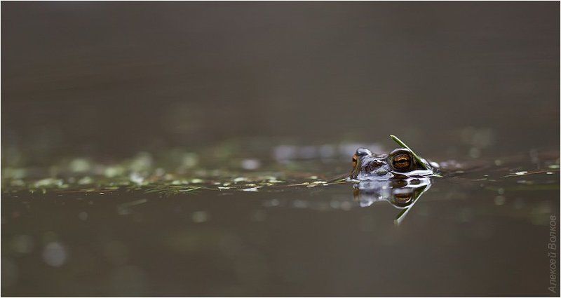 bufo bufo, серая жаба Шпион фото превью