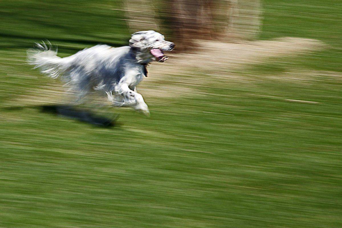 , СПИРИДОНОВ НИКОЛАЙ