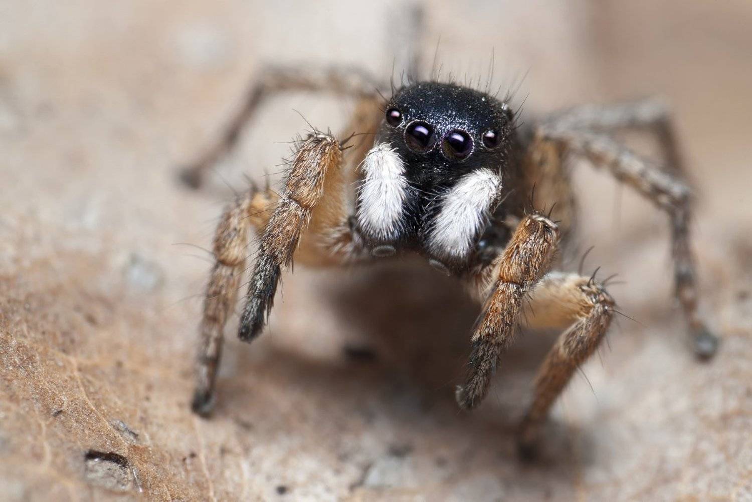 паук, скакун, макро, micro-nikkor af 105mm f/2.8 d, nikon d80, Александр Кириченко