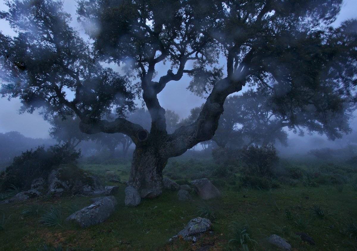 сардиния, Надежда Звягина / New Zealand