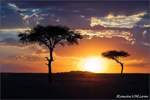 Саванна перед сном.