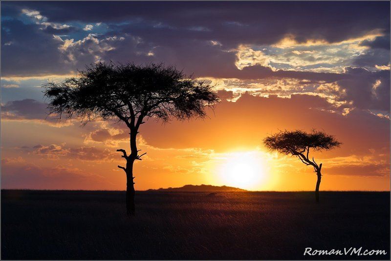 африка, кения, масаи-мара, саванна, закат, акация Саванна перед сном. фото превью