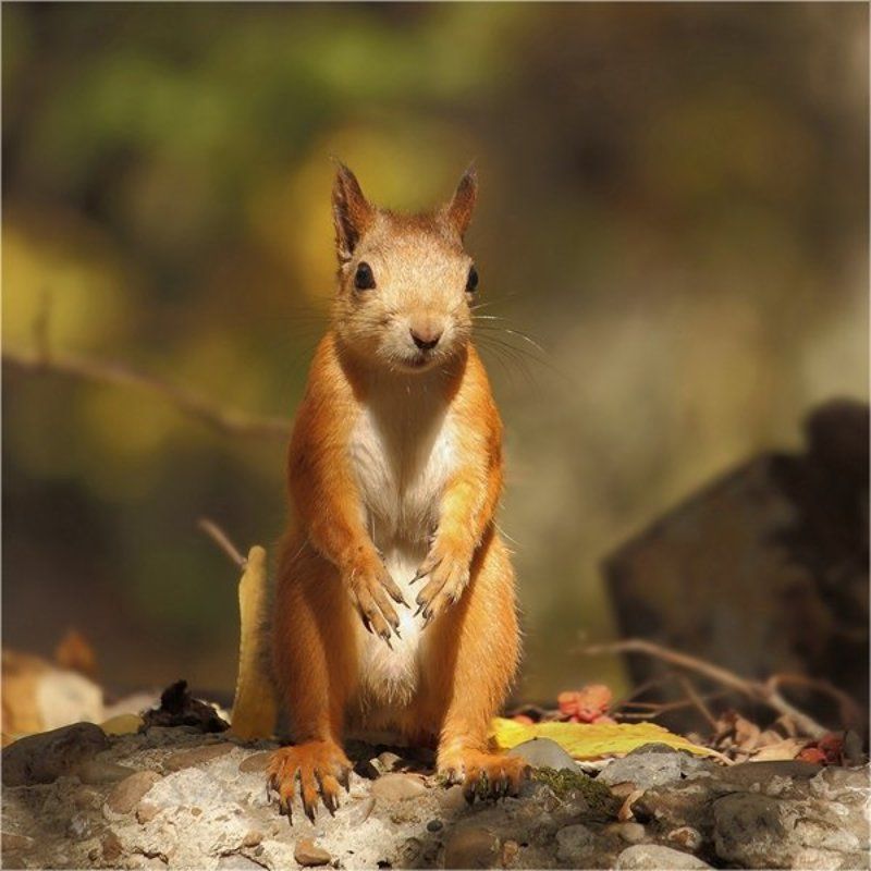 Белкосуслик :) фото превью