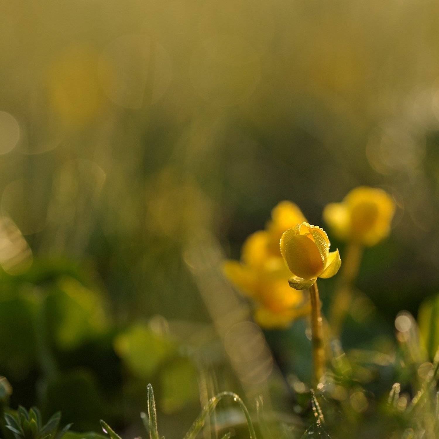 , Андрей Балабин
