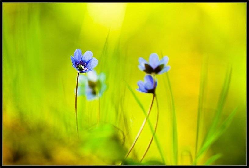 , Бурлов Андрей