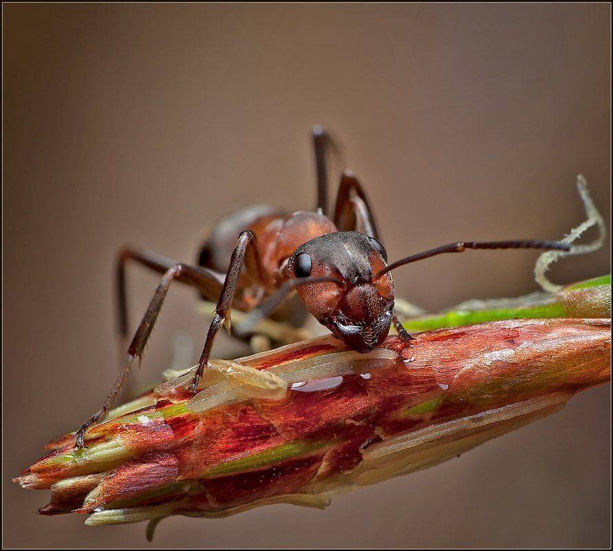 макро,муравей,, Евгений Кирилкин.