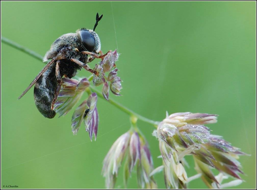 мушка,роса ,маленькая ,мушка, Александр Чувилин