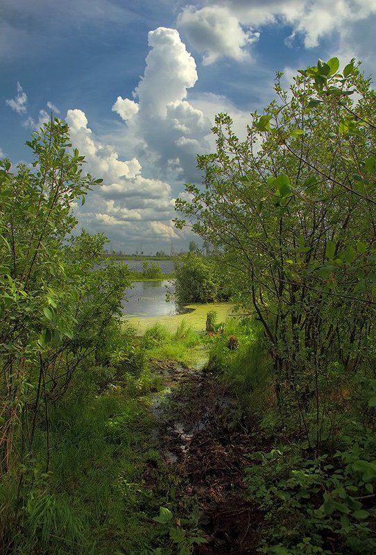 Торфяники. Полдень. фото превью
