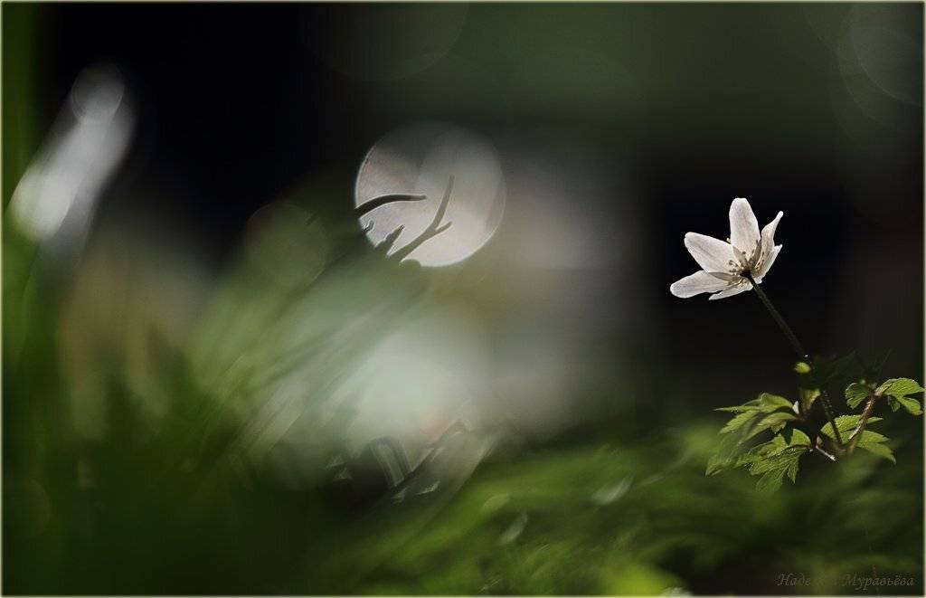 ветреница, дубравная, anemone, nemorosa, Надежда Муравьёва