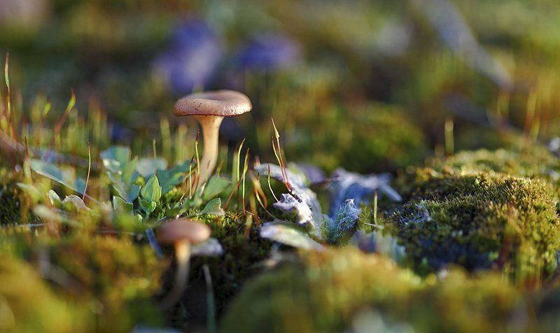 макро, мох, грибы, свет Пробуждение фото превью