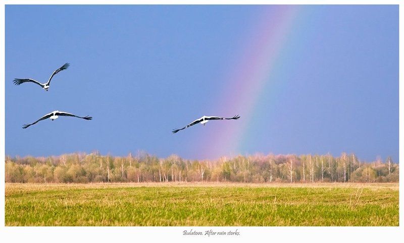 аисты Калужские аисты фото превью