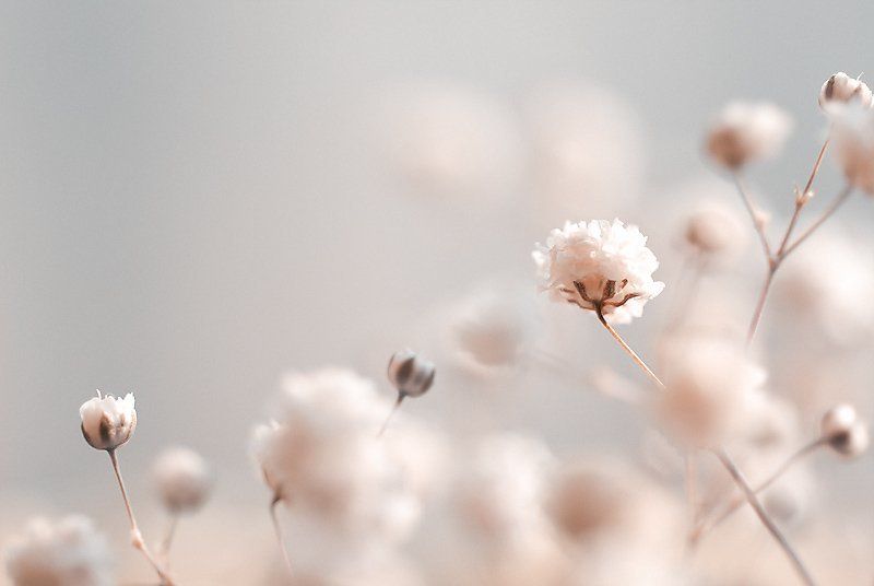 макро, цветок, японские Японские мотивы фото превью