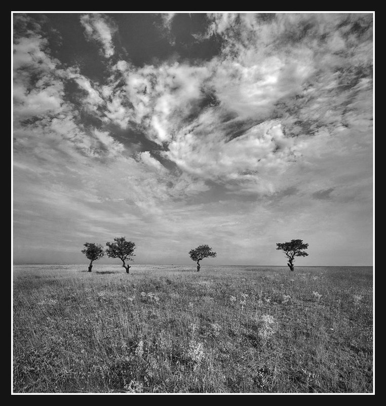 Старый миндальный сад.(3) фото превью