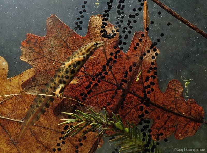 амфибии, макро,тритон, Илья Гомыранов