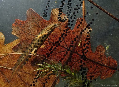 Ловец жемчуга