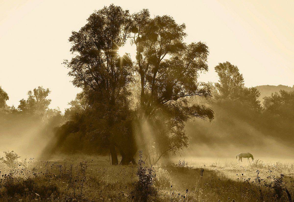 , Игорь Мелекесцев