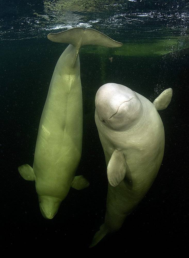 , Витя Лягушкин