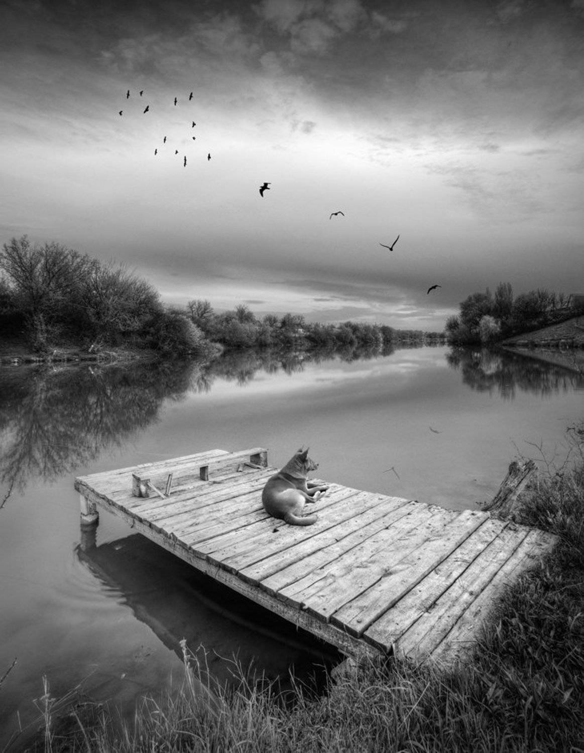 пруд, собака, птицы, Виталий Башкатов