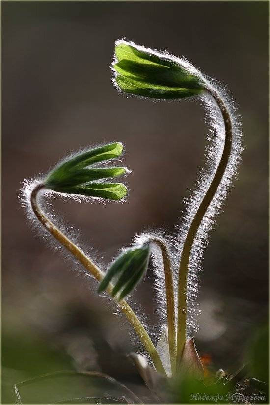 печёночница, благоро?дная, hep?tica, n?bilis, семейство, лютиковые, Надежда Муравьёва