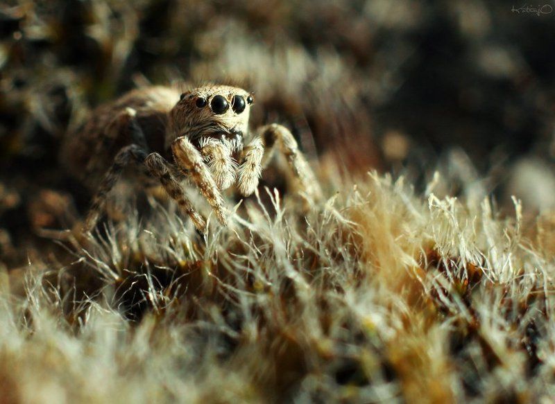 prygun фото превью