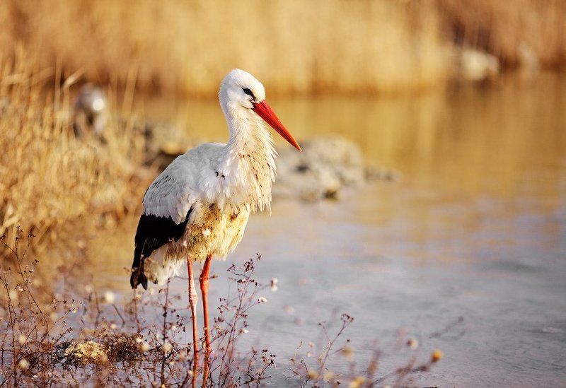 Аист фото превью