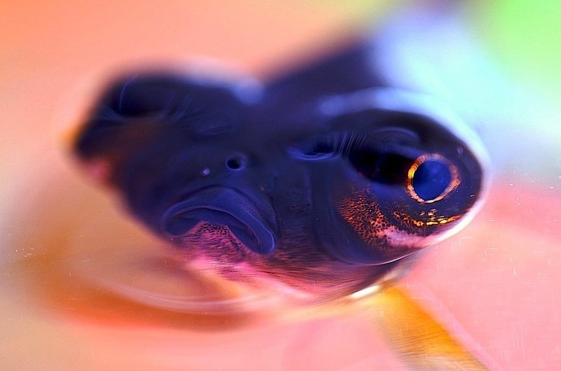 Hm... фото превью