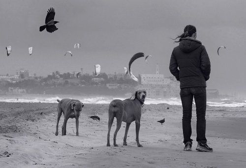 earth, wind and wings