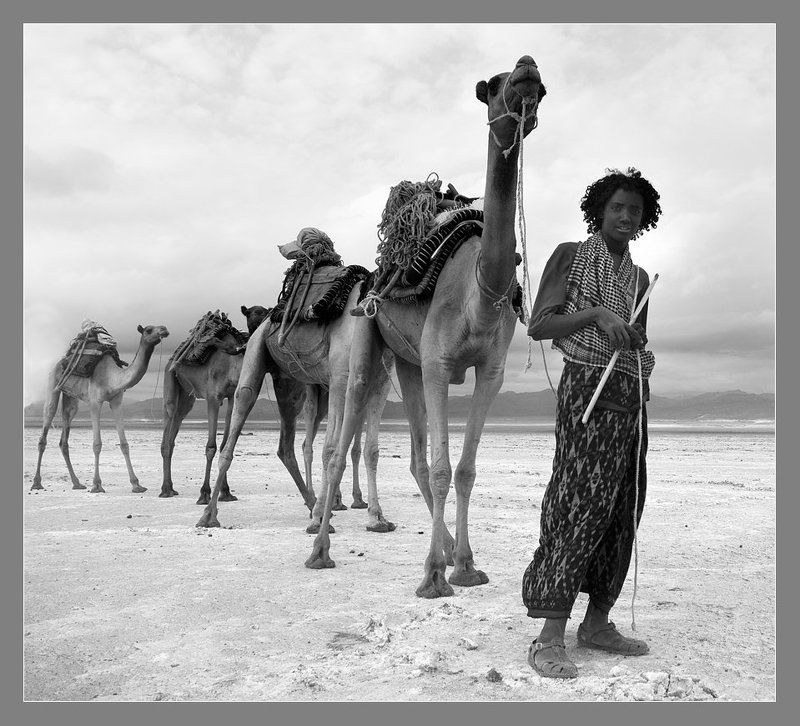 эфиопия, соль, озеро, ассаль, , афар, регион, данакиль, низменность, погонщик, верблюдов Погонщик верблюдов.... фото превью