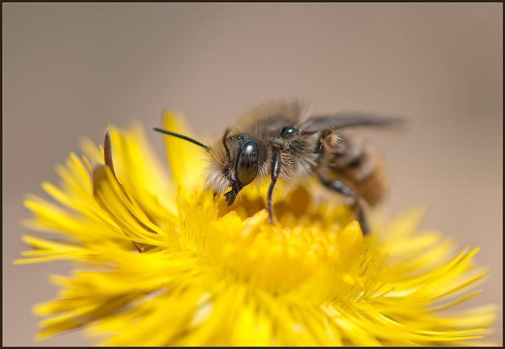 макро,пчела,насекомые,, Евгений Кирилкин.